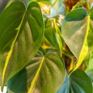 Philodendron scandens brasil liście