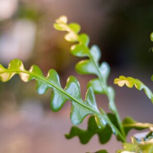 epiphyllum anguliger liscie