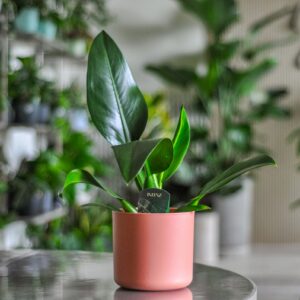 philodendron pacova