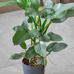 philodendron silver