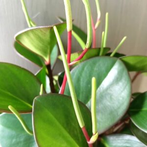 peperomia red margin lisc